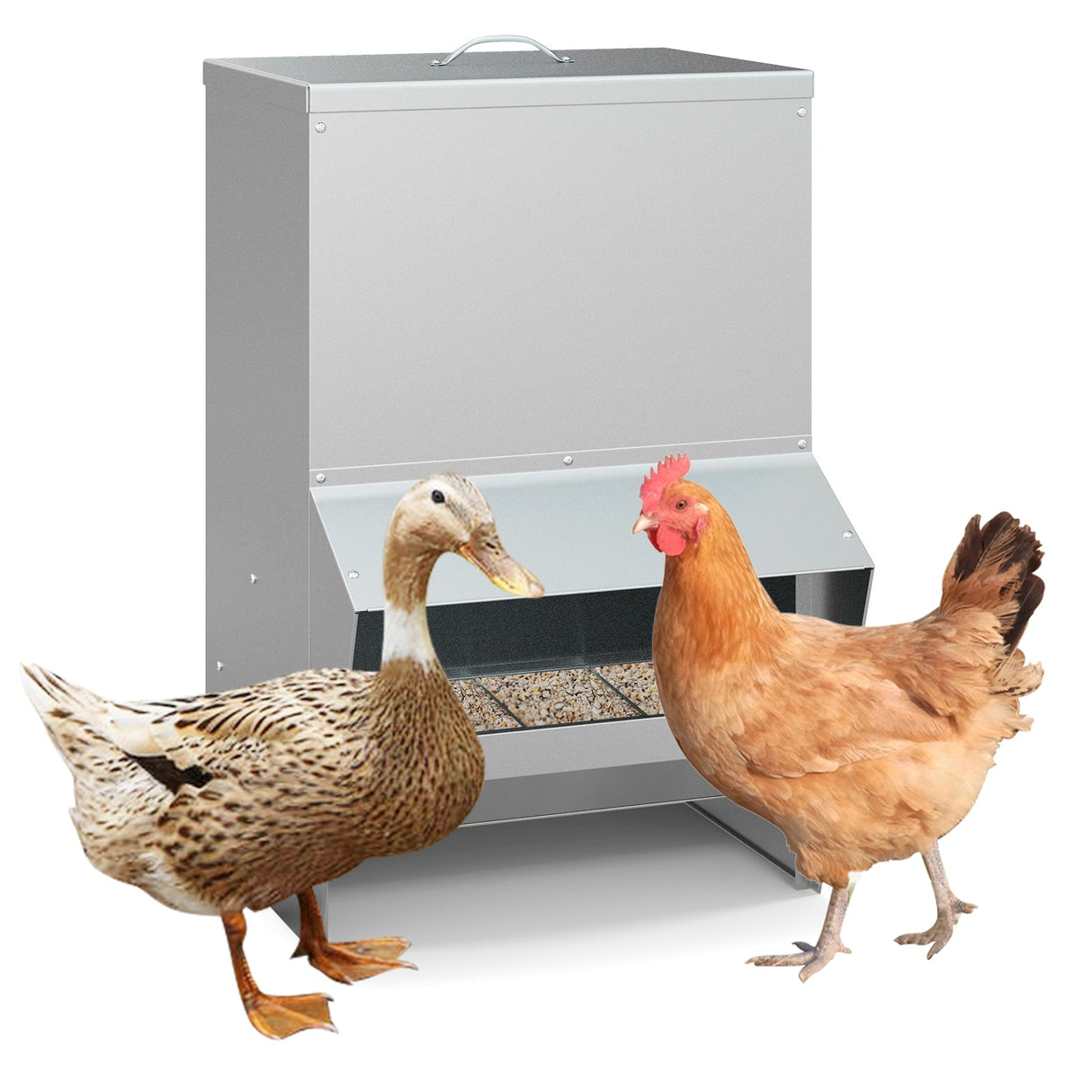 Comedero de pollo galvanizado para montar en la pared con capacidad para 50 libras - Plateado