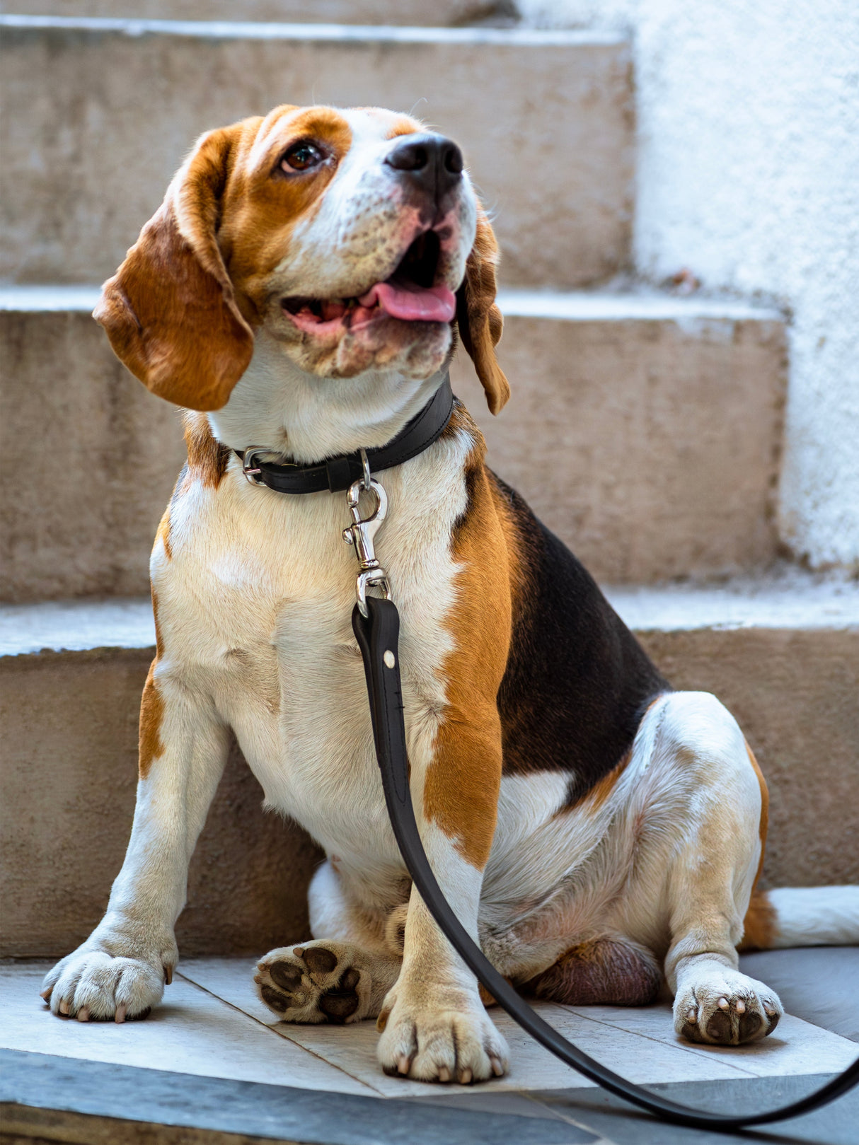 Correa de cuero para perro