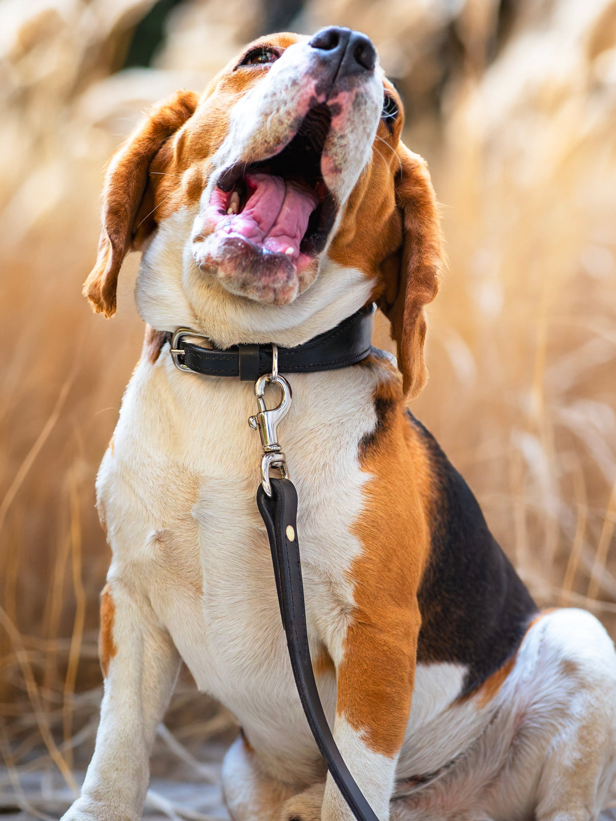 Correa de cuero para perro