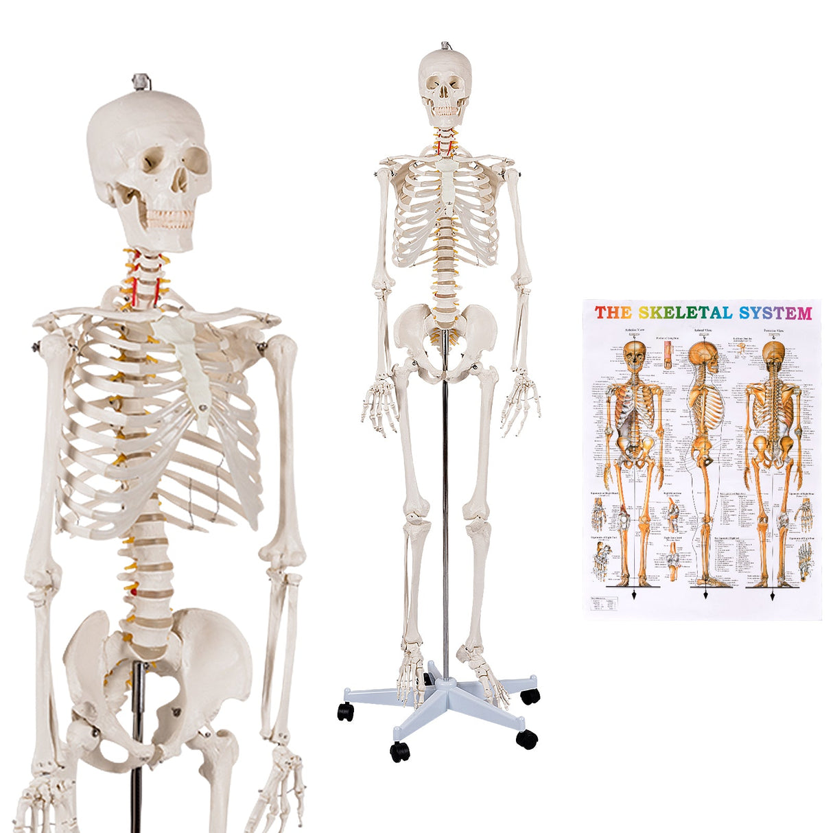 Modelo de esqueleto de tamaño real para la clase de anatomía humana de la Facultad de Medicina