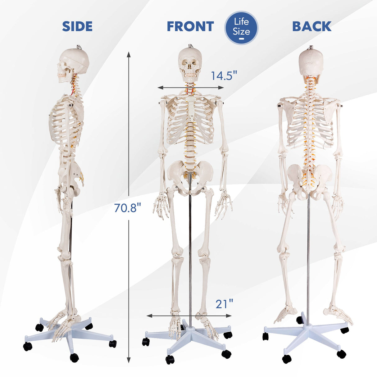 Modelo de esqueleto de tamaño real para la clase de anatomía humana de la Facultad de Medicina