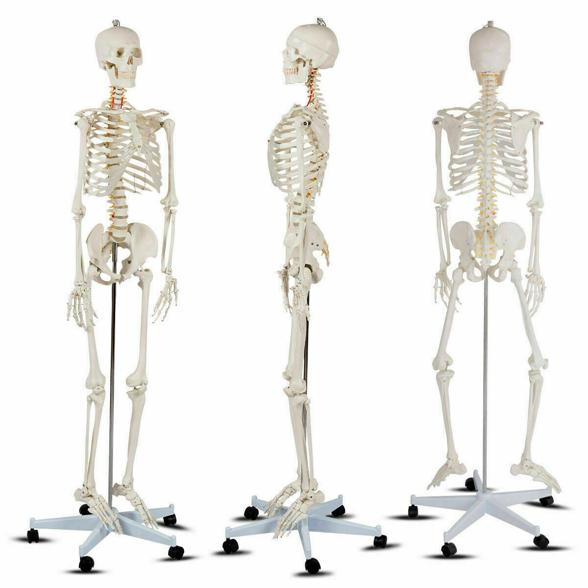 Modelo de esqueleto de tamaño real para la clase de anatomía humana de la Facultad de Medicina