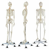 Modelo de esqueleto de tamaño real para la clase de anatomía humana de la Facultad de Medicina