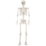 5.4 FT Halloween Skeleton Decoration Life Size Large Skeleton