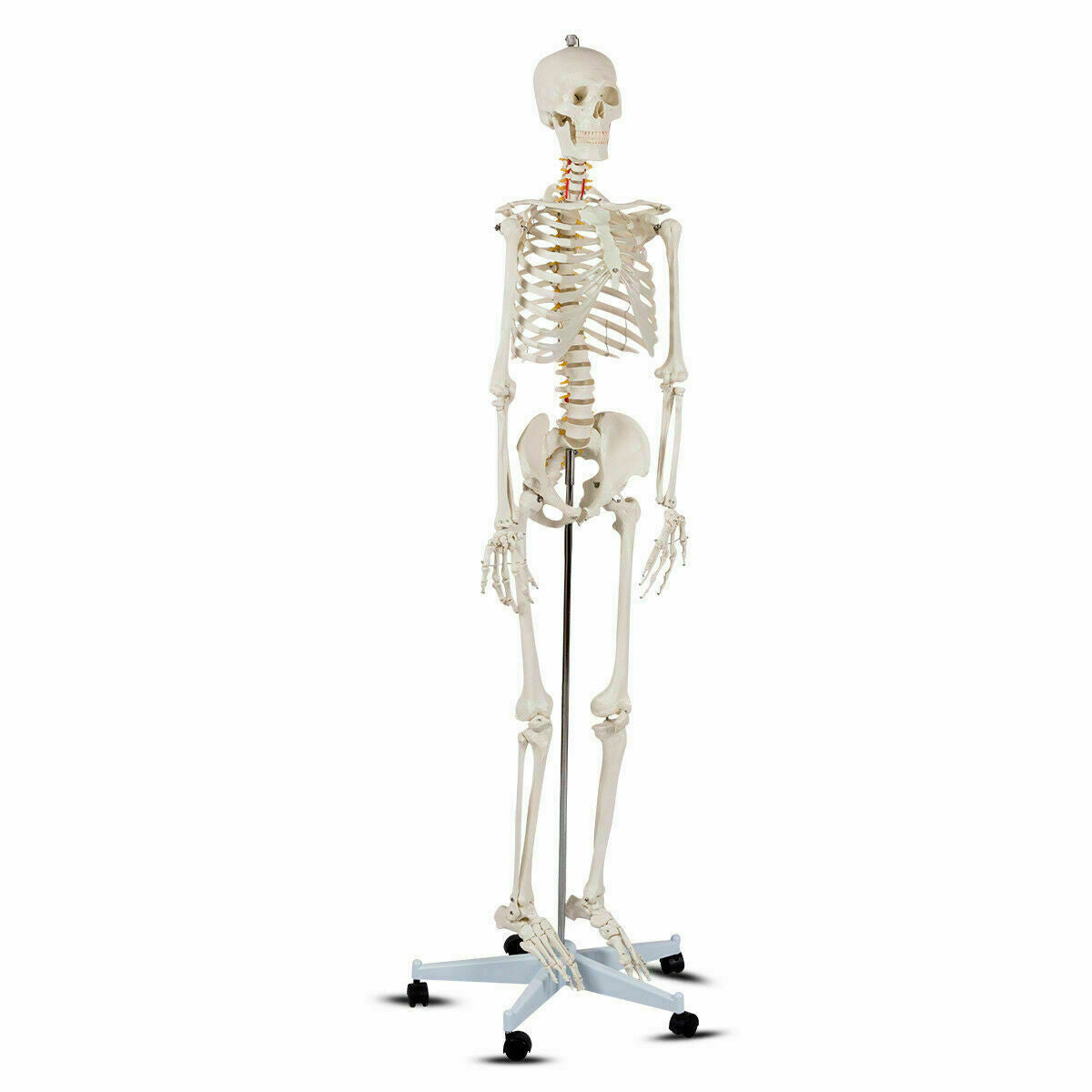 Modelo de esqueleto de tamaño real para la clase de anatomía humana de la Facultad de Medicina
