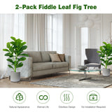 Paquete de 2 Ficus Lyrata Artificiales