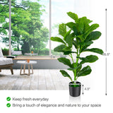 Paquete de 2 Ficus Lyrata Artificiales
