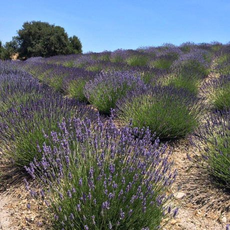 (Certified Organic)™ Lavender Sachet