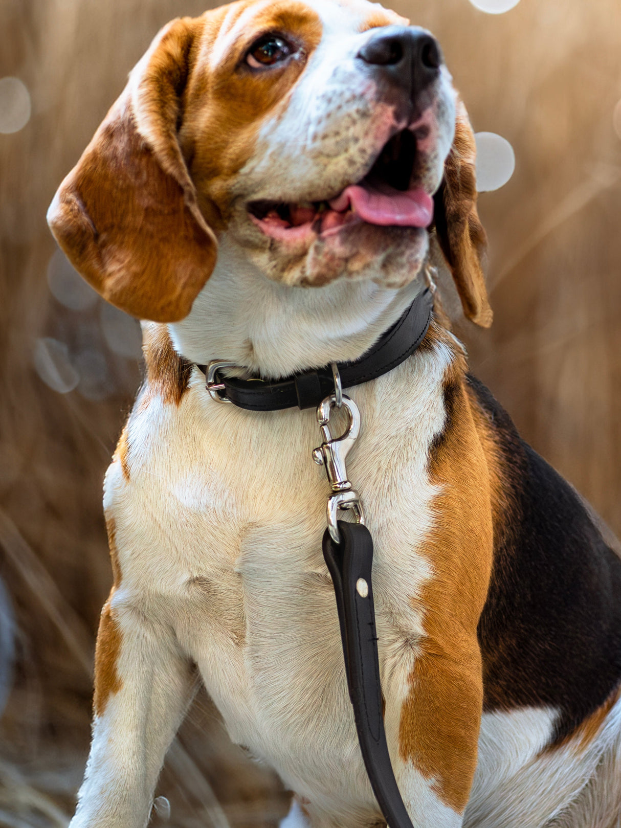 Correa de cuero para perro