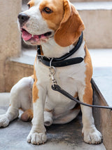 Correa de cuero para perro