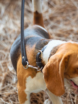 Correa de cuero para perro