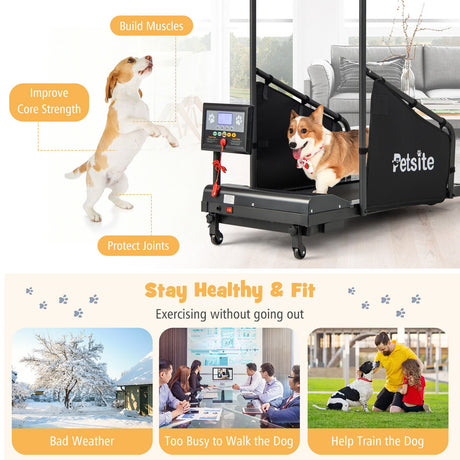 Equipo de ejercicio para mascotas de interior con control remoto