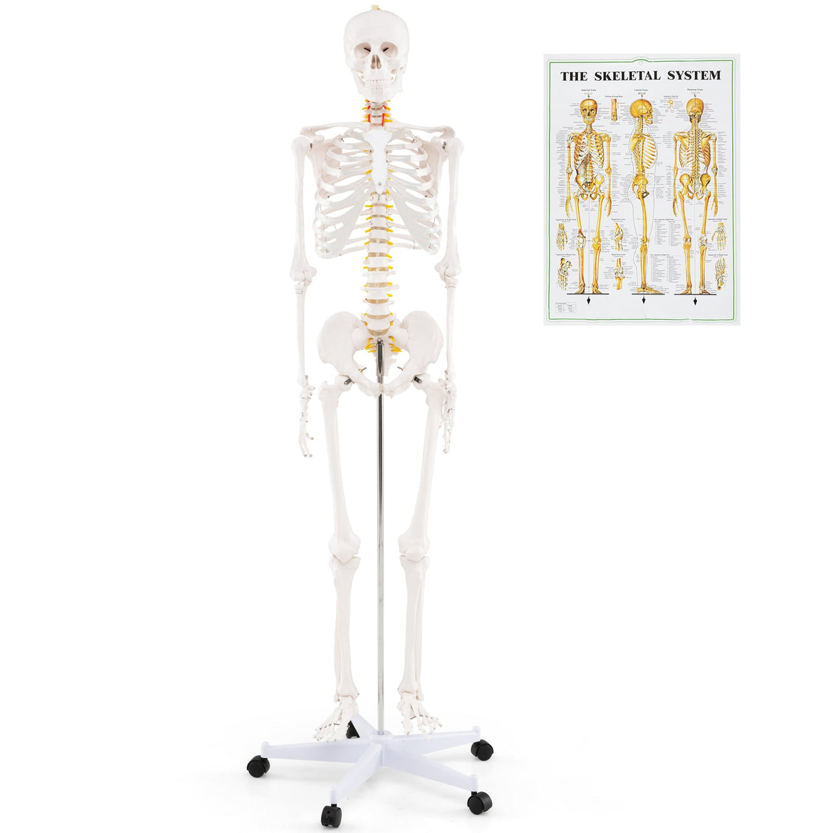 Modelo de esqueleto humano de tamaño natural para anatomía, esqueleto anatómico con sistema nervioso