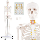 Modelo de esqueleto humano de tamaño natural para anatomía, esqueleto anatómico con sistema nervioso
