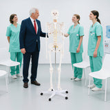 Modelo de esqueleto humano de tamaño natural para anatomía, esqueleto anatómico con sistema nervioso
