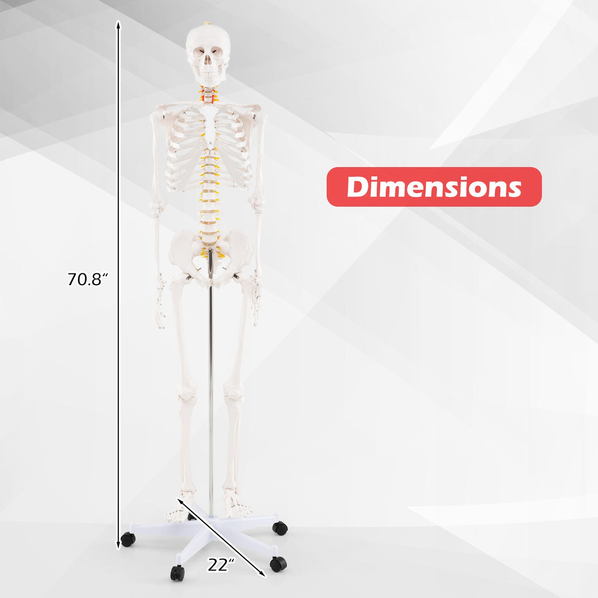 Modelo de esqueleto humano de tamaño natural para anatomía, esqueleto anatómico con sistema nervioso