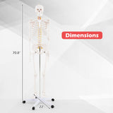 Modelo de esqueleto humano de tamaño natural para anatomía, esqueleto anatómico con sistema nervioso