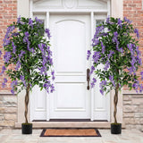Juego de 2 plantas de ficus artificiales de 1.83 m, árboles de glicinia artificiales con troncos naturales y flores moradas realistas