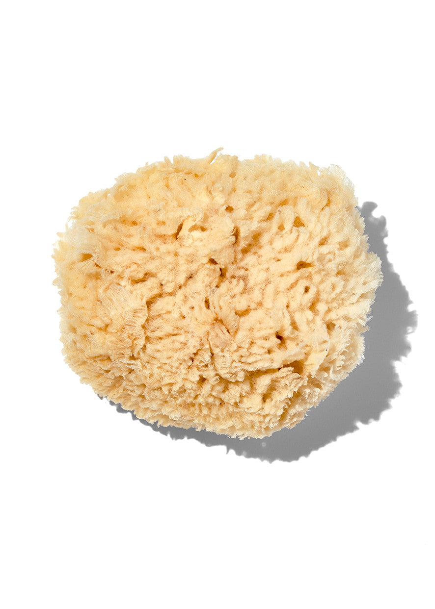 Esponja marina natural "Wool" de 5-6 pulgadas