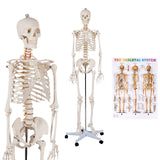 Modelo de esqueleto de tamaño real para la clase de anatomía humana de la Facultad de Medicina