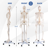 Modelo de esqueleto de tamaño real para la clase de anatomía humana de la Facultad de Medicina