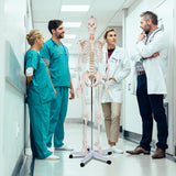 Modelo de esqueleto de tamaño real para la clase de anatomía humana de la Facultad de Medicina
