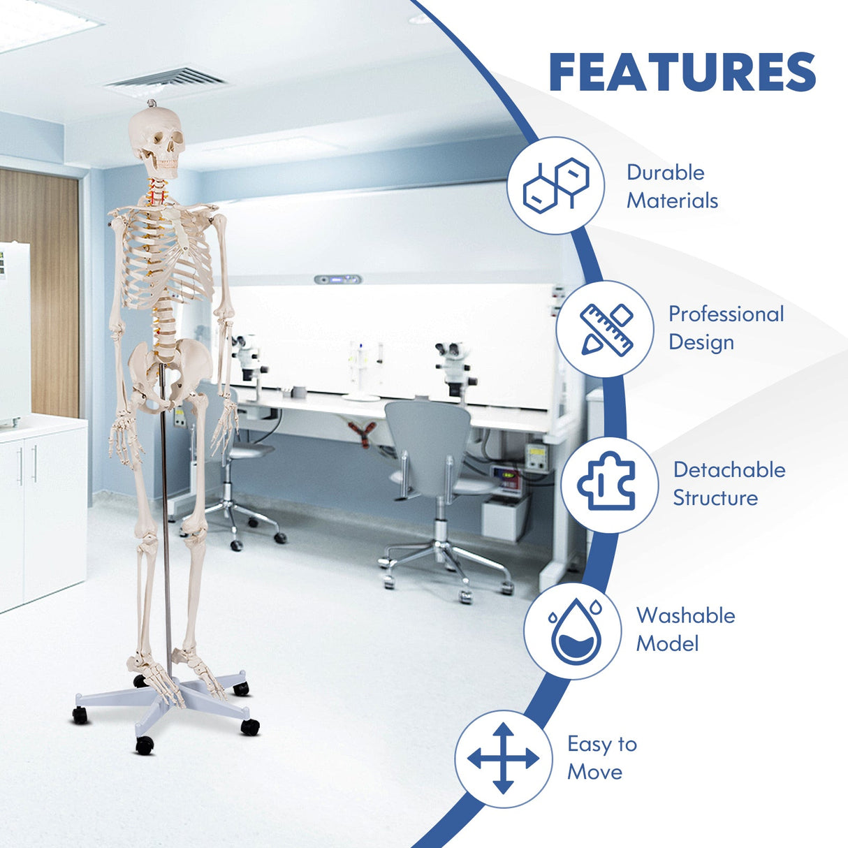 Modelo de esqueleto de tamaño real para la clase de anatomía humana de la Facultad de Medicina